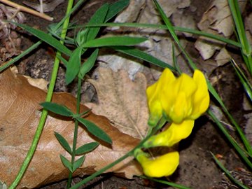 nei boschi dell''Etna - Lathyrus pratensis